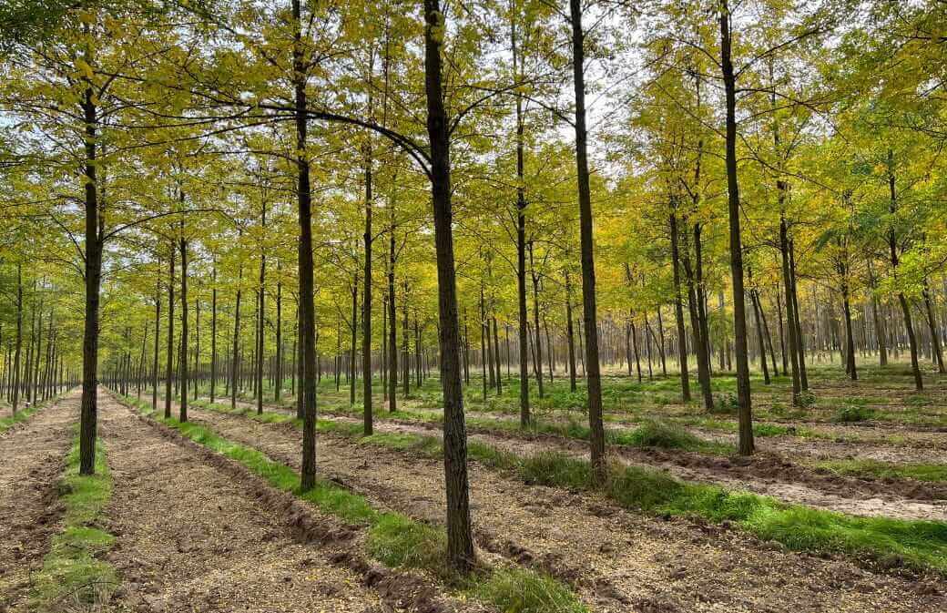Plantation de «Turbo Obelisk» de 9 ans en sol sec et sablonneux à Csemő, en Hongrie (crédit photo: Silvanus Forestry Kft)