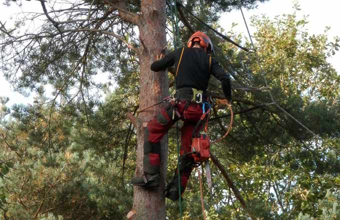 Covid-19: les conditions de travail définies pour les filières forêt-bois et paysage