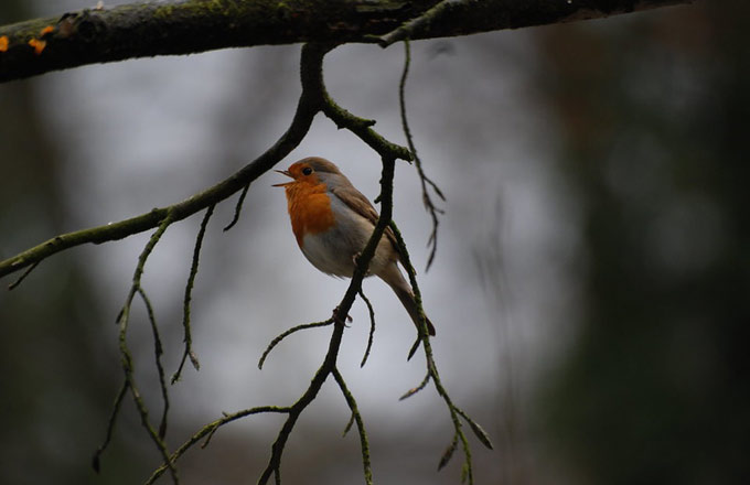 Le rouge-gorge fait partie des espèces protégées en France (crédit photo: Serge Ninanne cc by sa 2.0)