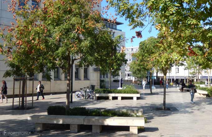 Comment Orléans adapte ses arbres au changement climatique et veut devenir  une «ville jardin»