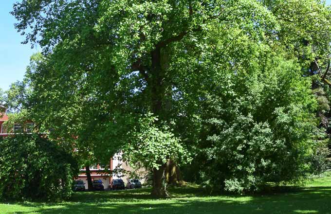 Le platane du campus de Nancy d’AgroParisTech, un arbre planté en 1752 qui regarde pousser ses voisins et qui, depuis bientôt 200 ans, parle aux enseignants et aux étudiants forestiers qui eux sont là depuis 1827