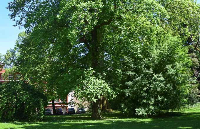 L’intelligence des arbres: au-delà des controverses, où va notre société dingue des arbres?