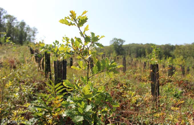 Plantation de chêne et autres feuillus en forêt domaniale de Montmorency, après une coupe rase effectuée pour des raisons sanitaires en présence de l’encre, maladie du châtaignier (crédit photo: CC/Forestopic)