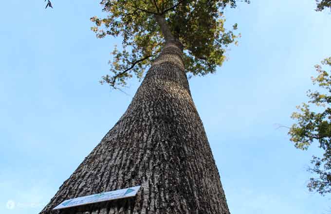 Ventes de bois: une année 2022 inédite, entre flambée des prix et mauvaise passe selon les essences