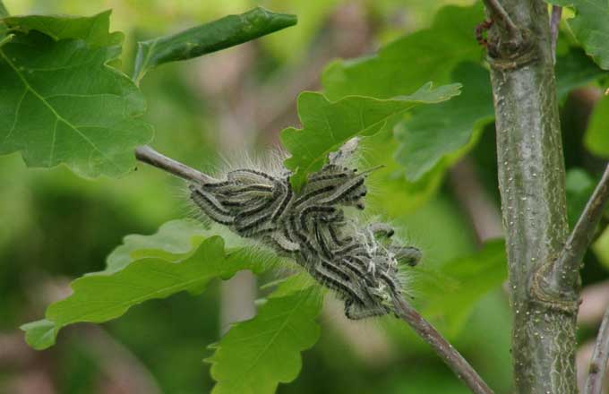 Chenilles processionnaires du chêne