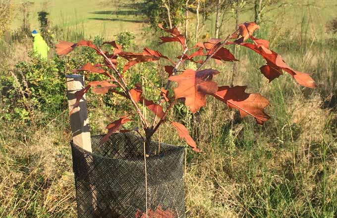 Chêne rouge (Quercus rubra) planté en bordure de la parcelle de Châtenay (2016)