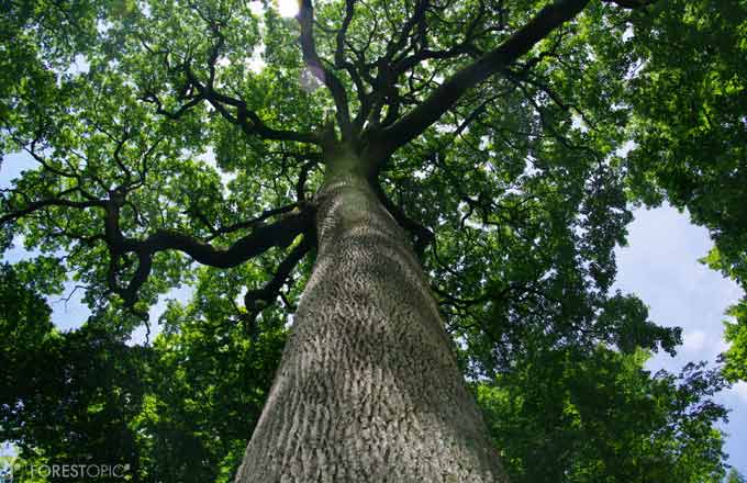 La récolte de bois chêne a perdu quelque 400 000 m3 en 10 ans