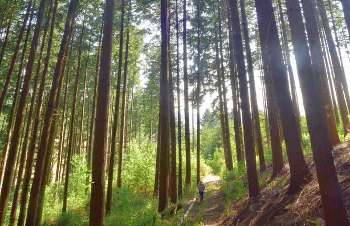 La ressource forestière en douglas et sa valorisation sont au menu de plusieurs programmes régionaux forêt-bois en projet