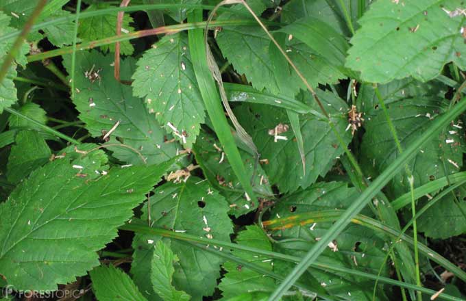 Sciure tombée d’un épicéa en présence d’un insecte identifié comme étant le capricorne (crédit photo: CC/Forestopic)