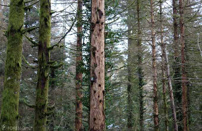 Forêt comprenant des épicéas touchés par les scolytes (crédit photo: CC/Forestopic)