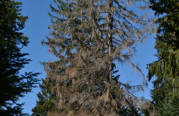 Le scolyte étend ses déflagrations sur le marché du bois d’épicéa