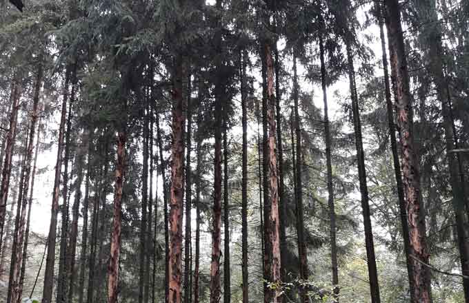 Le typographe laisse derrière lui des arbres au tronc dépouillé de son écorce et au houppier rougi