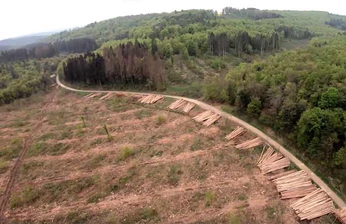 Les épicéas contaminés par les scolytes équivalent à plus d’un million de mètres cubes de bois dans le Grand Est et en Bourgogne-Franche-Comté 