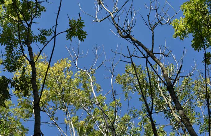 Émergence de bioagresseurs en forêt: de la prévention à la lutte biologique