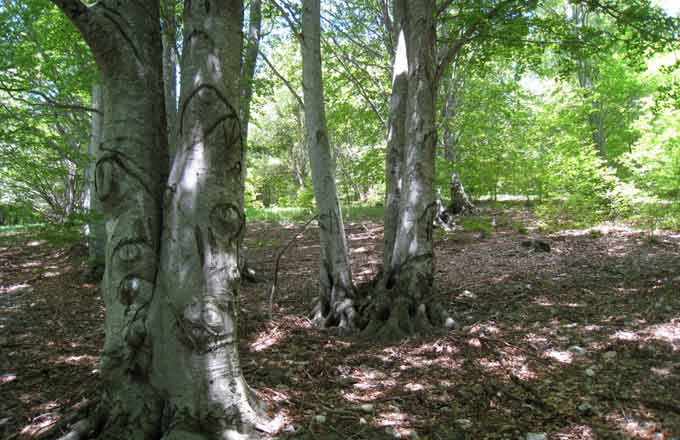 Hêtraie du Ventoux, avec quelques vieux bois et, au pied des arbres, des cavités favorables à la biodiversité (crédit photo: D. Afxantidis /Forêt Méd.)