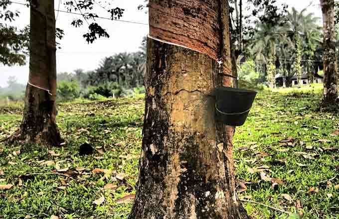 Sur les pas de Michelin, Socfin opte pour le «zéro déforestation»