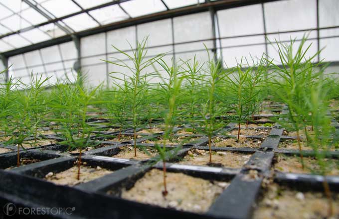 Les plants de mélèze hybride ont le vent en poupe (crédit photo: CC/Forestopic)
