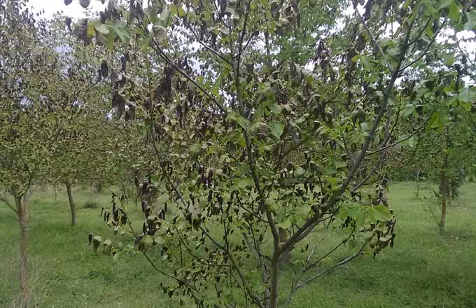 Une provenance précoce de noyer (Italie du sud) ayant subi un dégât de gel tardif au printemps. Inadéquation entre la provenance et la station, source d’échec des plantations (crédit photo: URFM Inrae, Avignon)