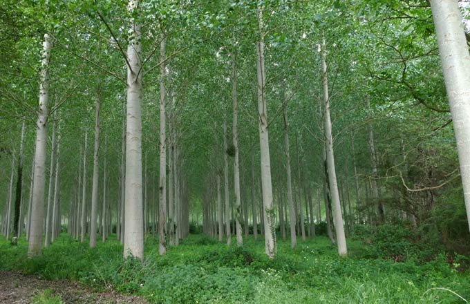 Peupleraie (crédit photo: E. Naudin/CNP)