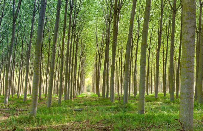 La consommation de bois du site troyen devrait représente la production de 30 000 à 35 000 hectares de peupleraie par an à terme (crédit photo: Garnica)