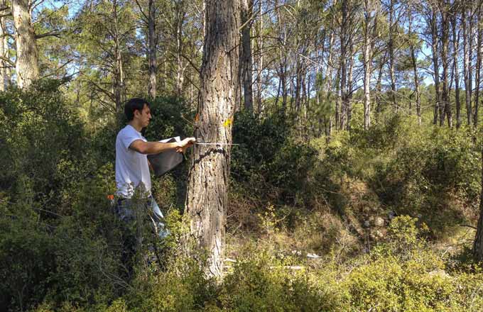 Des échantillons de pin d’Alep prélevés en forêt, puis testés en laboratoire, ont permis de confirmer que cet arbre produit un bois assez résistant pour la construction