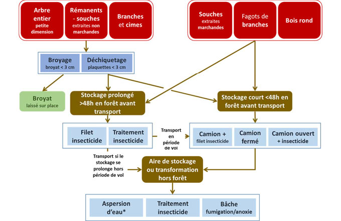 Arbre de décision de l’Anses sur les mesures phytosanitaires à appliquer aux produits et sous-produits forestiers en période de vol de l’insecte vecteur du nématode du pin