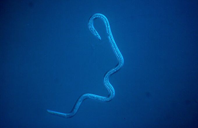 Nématode du pin, vu au microscope (crédit photo: Erling Fløistad/Nibio)