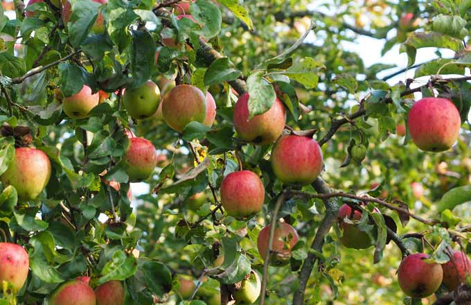 Pommiers OGM : essais en plein champ en Suisse