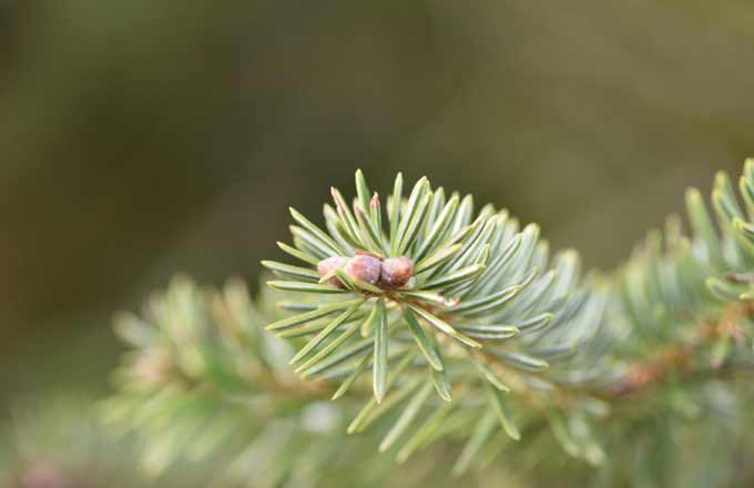 Sapin de Céphalonie (crédit photo: Pascal Charoy)