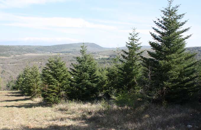 Plantation de sapin de Grèce, provenance Mainalon, dans le Vaucluse. Une bonne adéquation de l’essence, de la provenance et de la station conduit à la réussite de la plantation, même en climat méditerranéen avec une forte sécheresse estivale (crédit photo: URFM Inrae, Avignon)