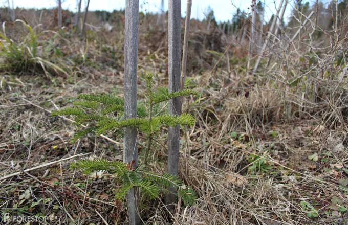 Plant de sapin pectiné en forêt de Levier, mis en terre il y a 3 ans dans le cadre du projet Giono (crédit photo: CC/Forestopic)