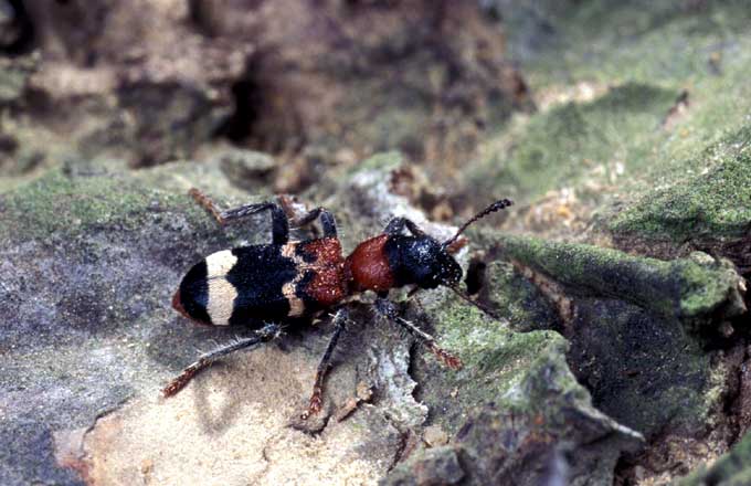 Clairon des fourmis (crédit photo: USDA)