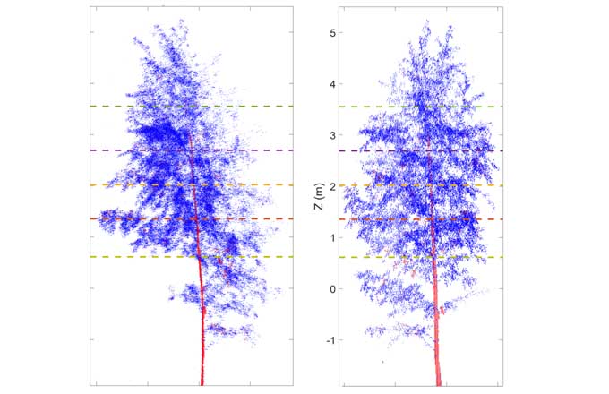 Le sommeil des arbres