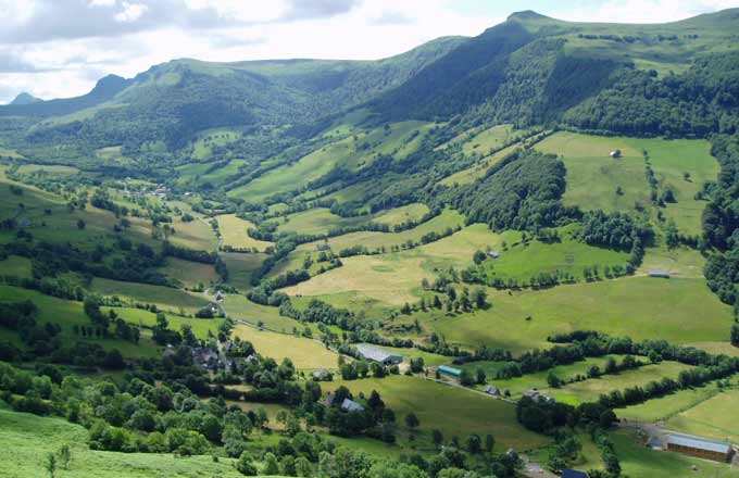 Bosquet pâturé en sylvopastoralisme (crédit photo: Mission Haies Auvergne)