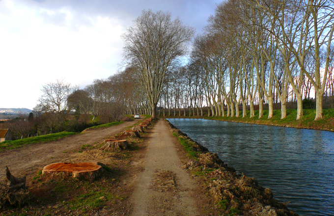 Platanes chancre coloré