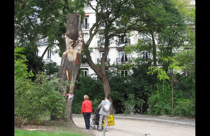 The tree after the breaking, Sept. 2015 (photo: Forestopic)