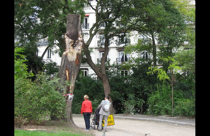 L'arbre après la rupture, sept. 2015 (photo Forestopic)