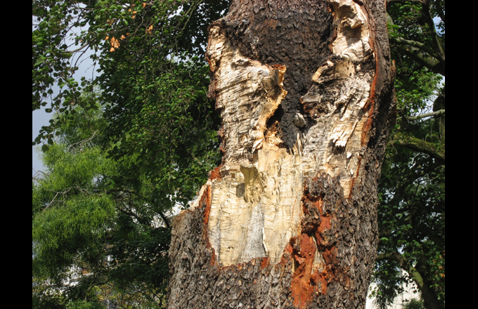 L'arbre après la rupture, sept. 2015 (photo Forestopic)