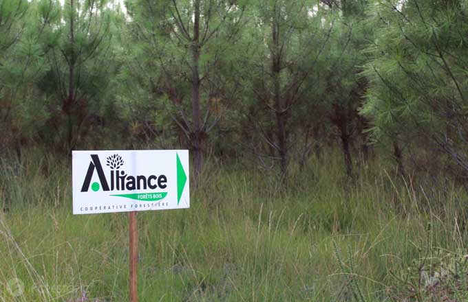 Panneau d’Alliance Forêts Bois dans le massif des Landes de Gascogne (crédit photo: CC/Forestopic)