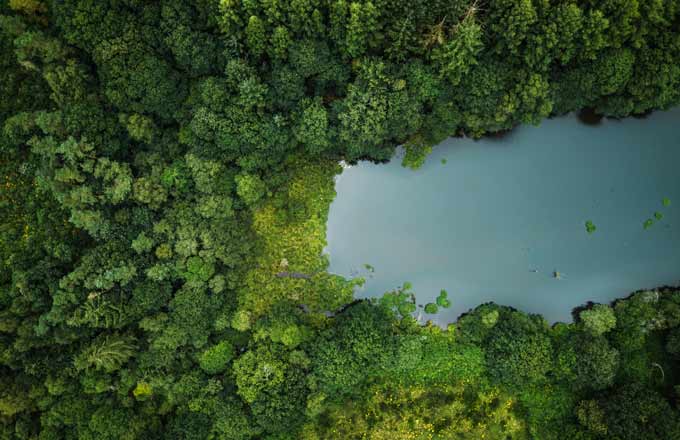 EcoTree détient quelque 1 000 hectares de forêts (crédit photo: EcoTree)