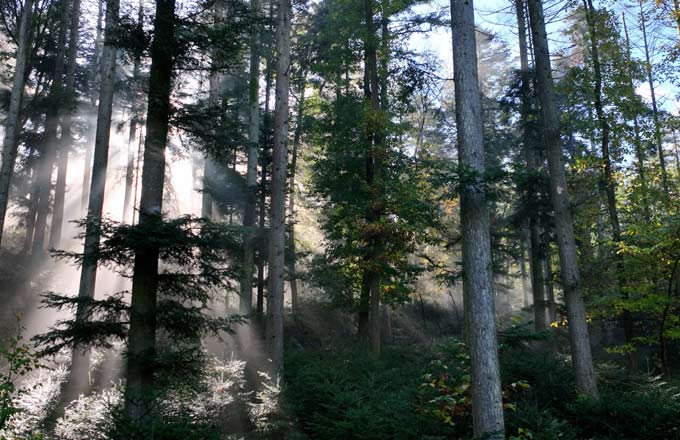 Forêt de Montredon, acquise par France Valley (photo: droits réservés)