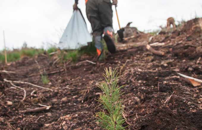 Reboiser avec le changement climatique