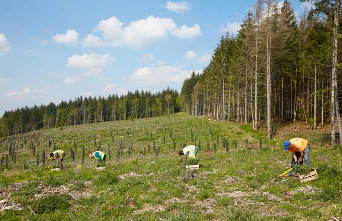 Le groupe Naudet est partenaire d’une vingtaine d’entreprises qui compensent ainsi leurs émissions de CO2 grâce à la plantation d’arbres