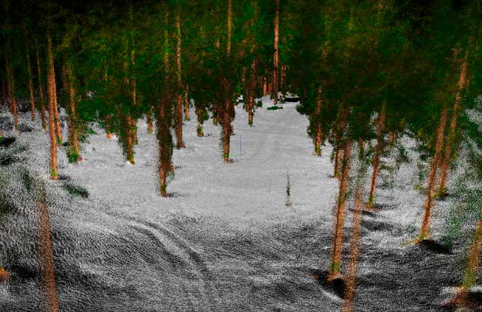 À partir d’une vue 3D, le sol, les troncs d’arbres et le feuillage s’affichent en couleurs (crédit: droits réservés)