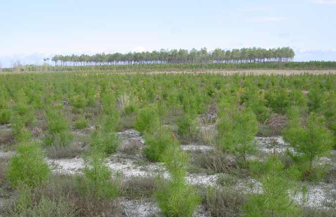 planter une foret