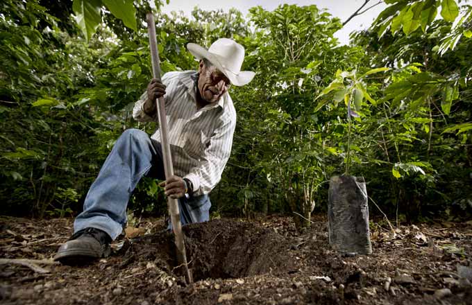 Culture du café en agroforesterie au Guatemala