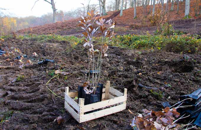 Opération de reboisement (crédit photo: Reforest’Action)