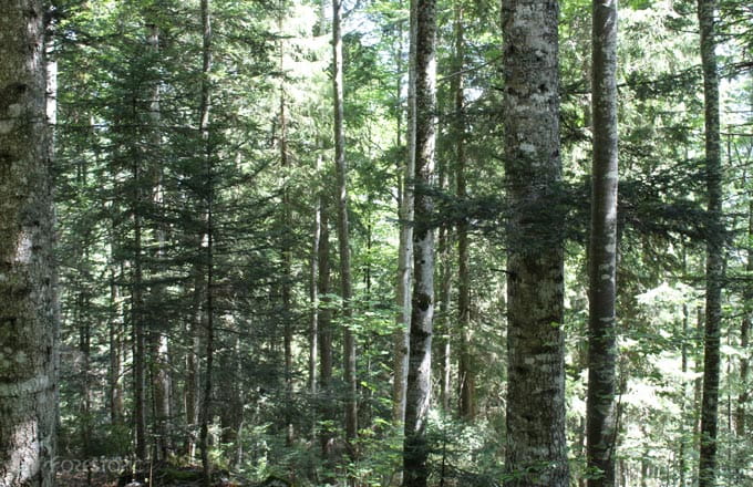 Forêt dans le massif du Jura (crédit photo: CC/Forestopic)