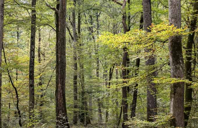 Futaie cathédrale de chênes dans la forêt domaniale de Tronçais (crédit photo: Giada Connestari/Imagéo/ONF)