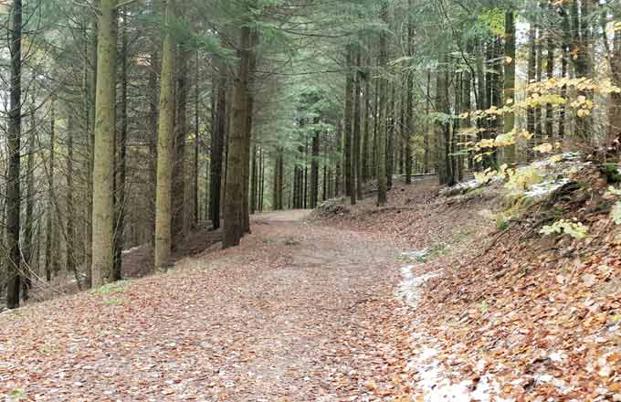 La forêt ne perd pas de son attrait auprès des investisseurs